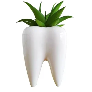 Maceta En Forma De Muela Regalo Dentistas Odontólogo Decoración